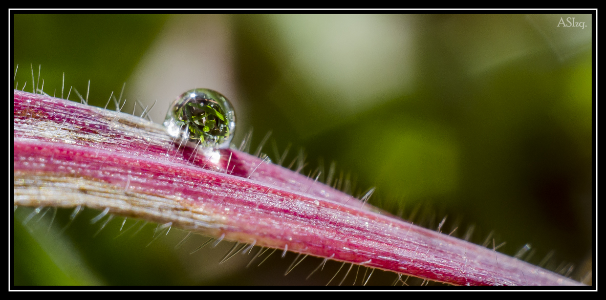 Macro de una gota