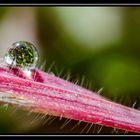 Macro de una gota