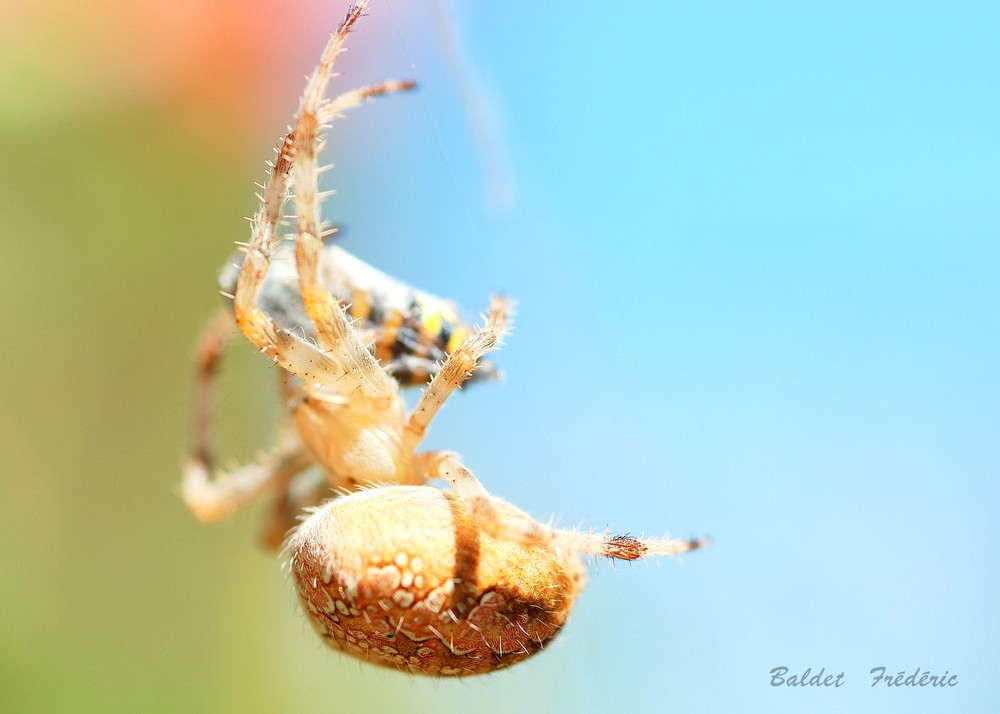 macro d'épeire diadème