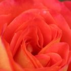 Macro der Rose Royal Albert Hall