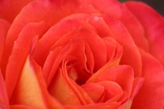 Macro der Rose Royal Albert Hall