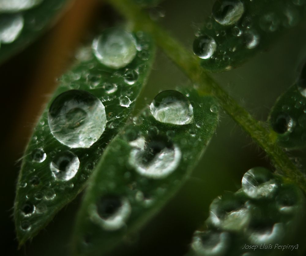 Macro despues de lluvia