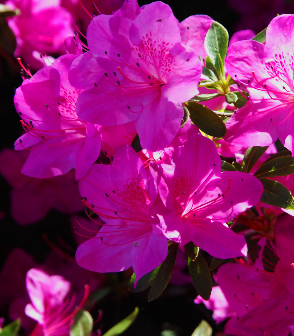 MACRO DI AZALEA