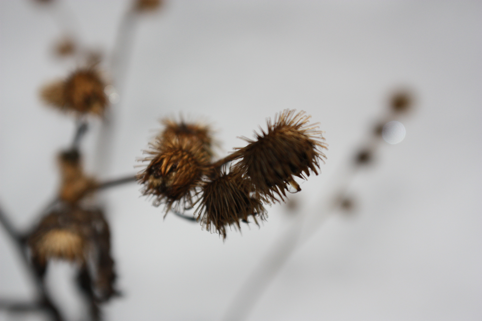 Macro " Distel "