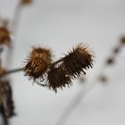 Macro " Distel "