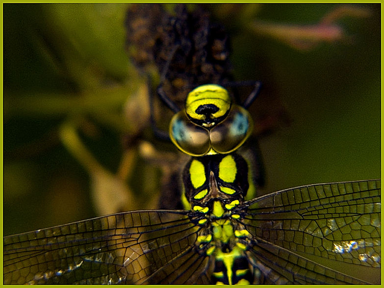 macro dragonfly