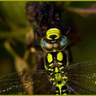 macro dragonfly