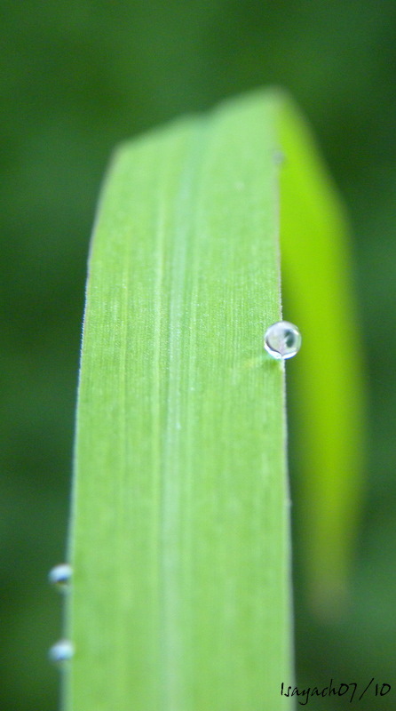 Macro du matin