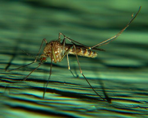 Macro d'un moustique