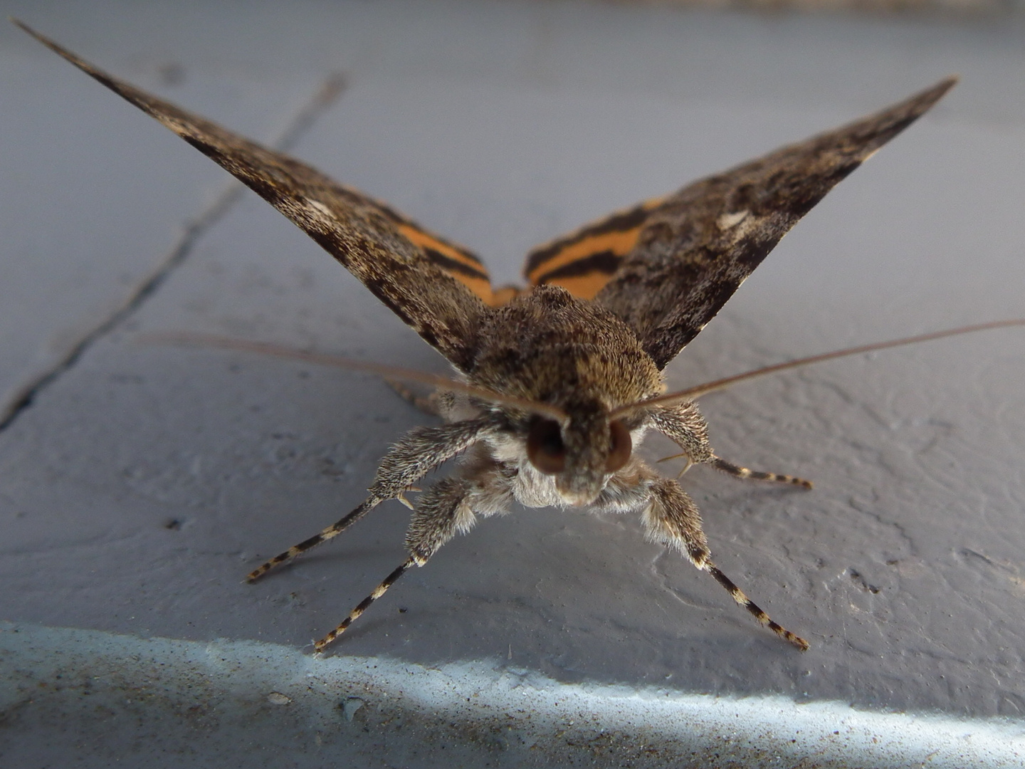 Macro d'un papillon