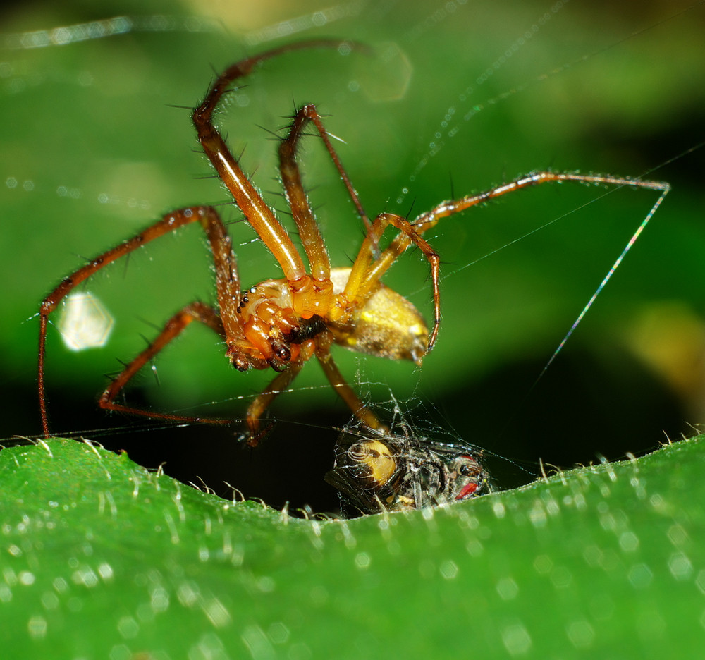 Macro d'une araignée "ligotant" sa proie