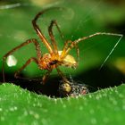 Macro d'une araignée "ligotant" sa proie