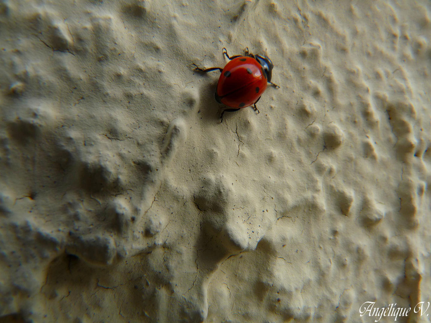 Macro d'une coccinelle...