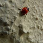 Macro d'une coccinelle...