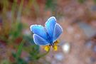 macro de le méhauté 