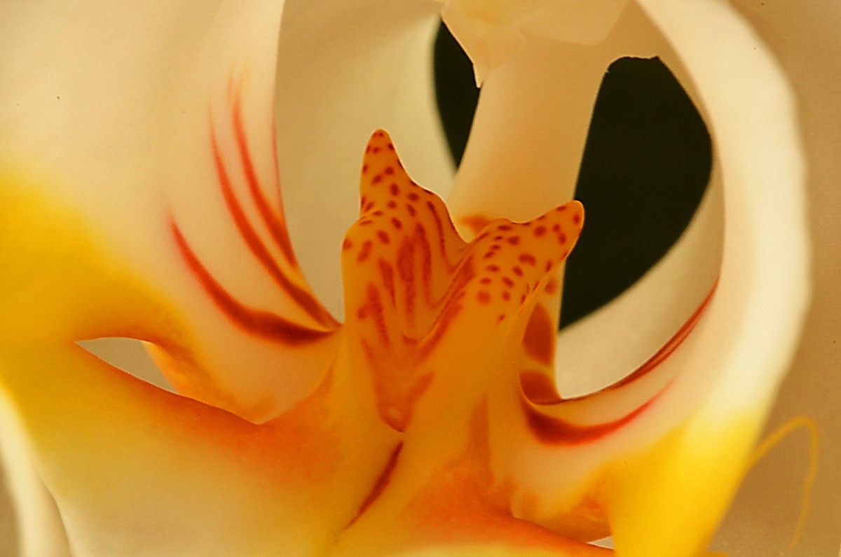 Macro einer Orchidee