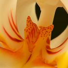 Macro einer Orchidee