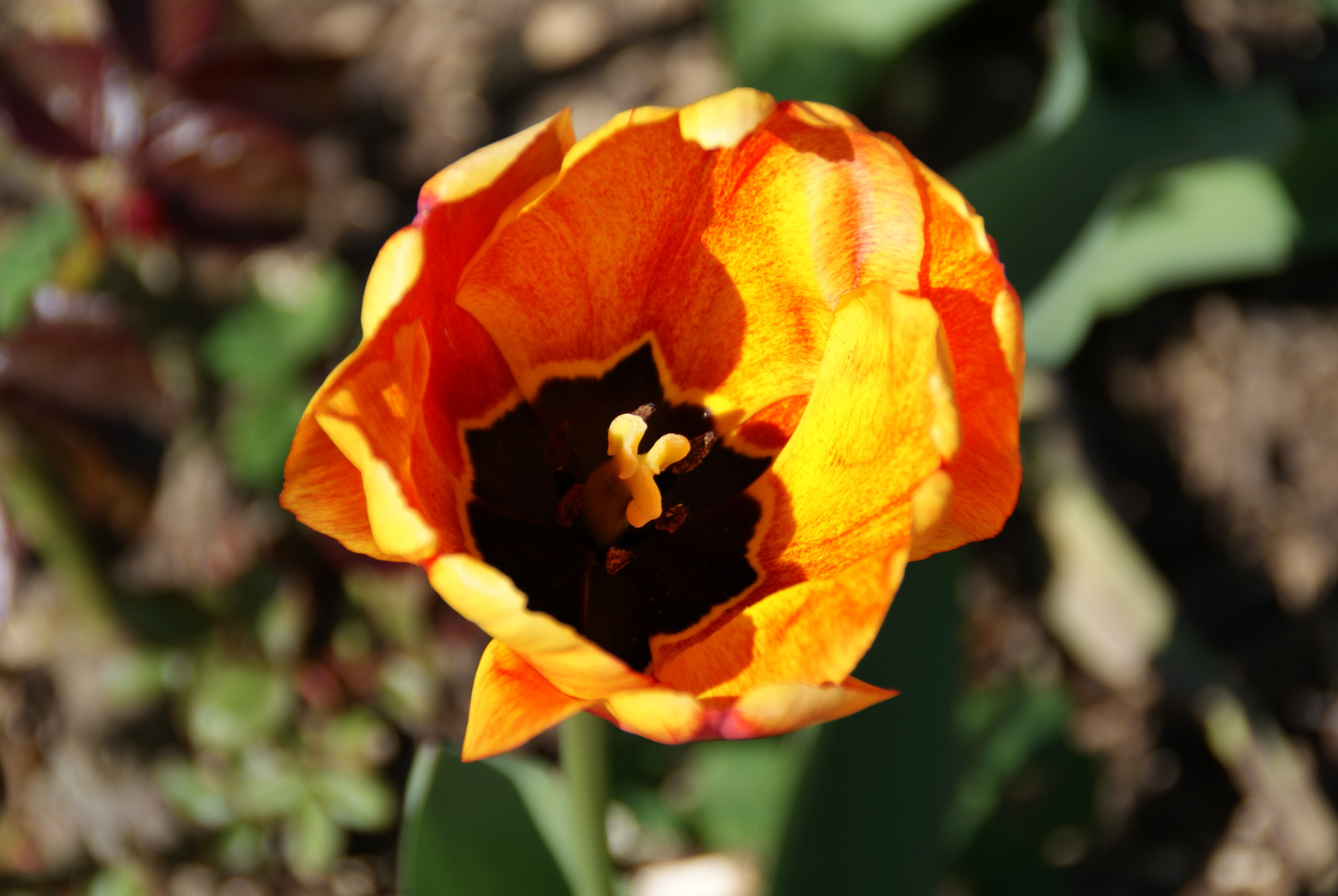 Macro einer Tulpe