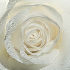 Macro einer weißen Rose mit Tropfen