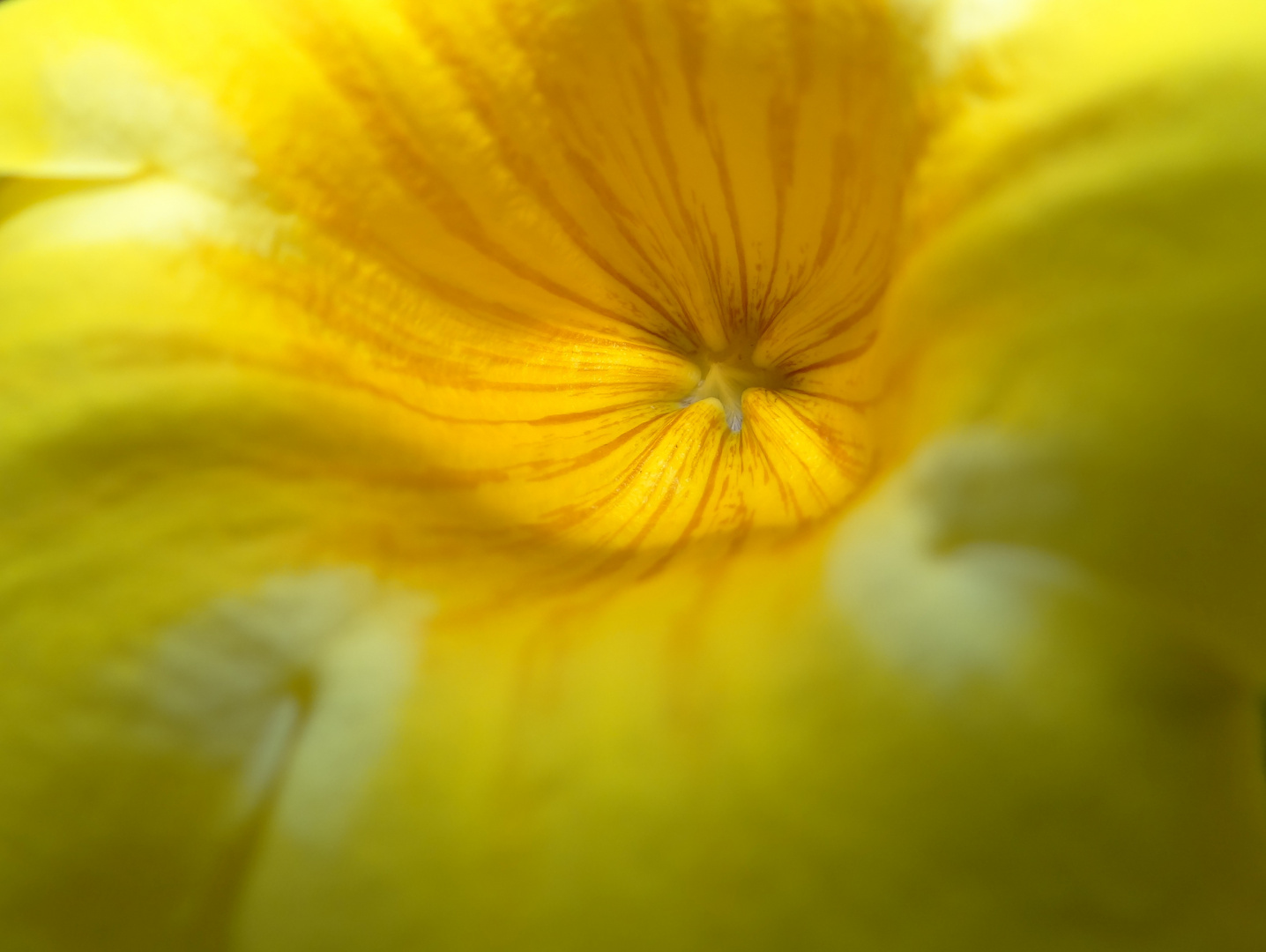 Macro en amarillo