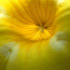 Macro en amarillo