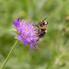 Macro - erste Versuche - Hummel