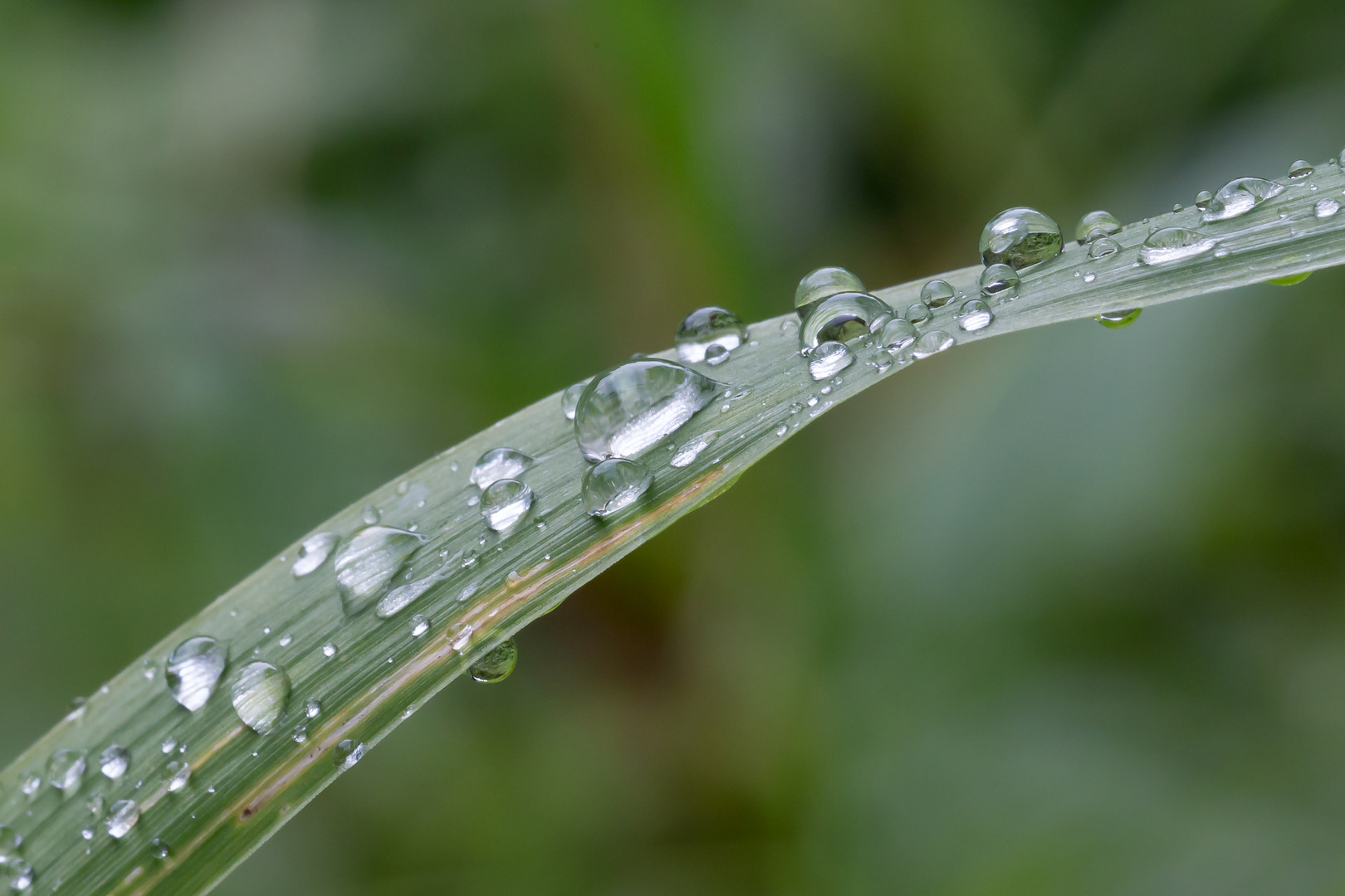 Macro - erste Versuche - Wassertropfen