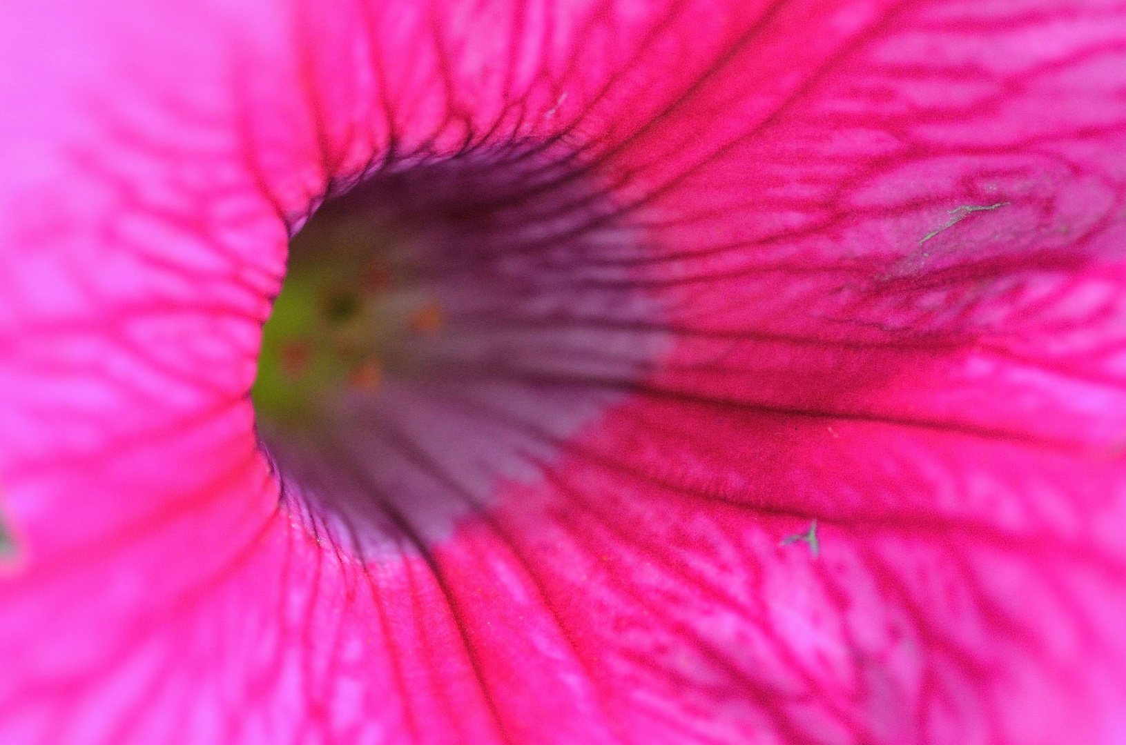 macro fiore