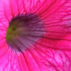 macro fiore