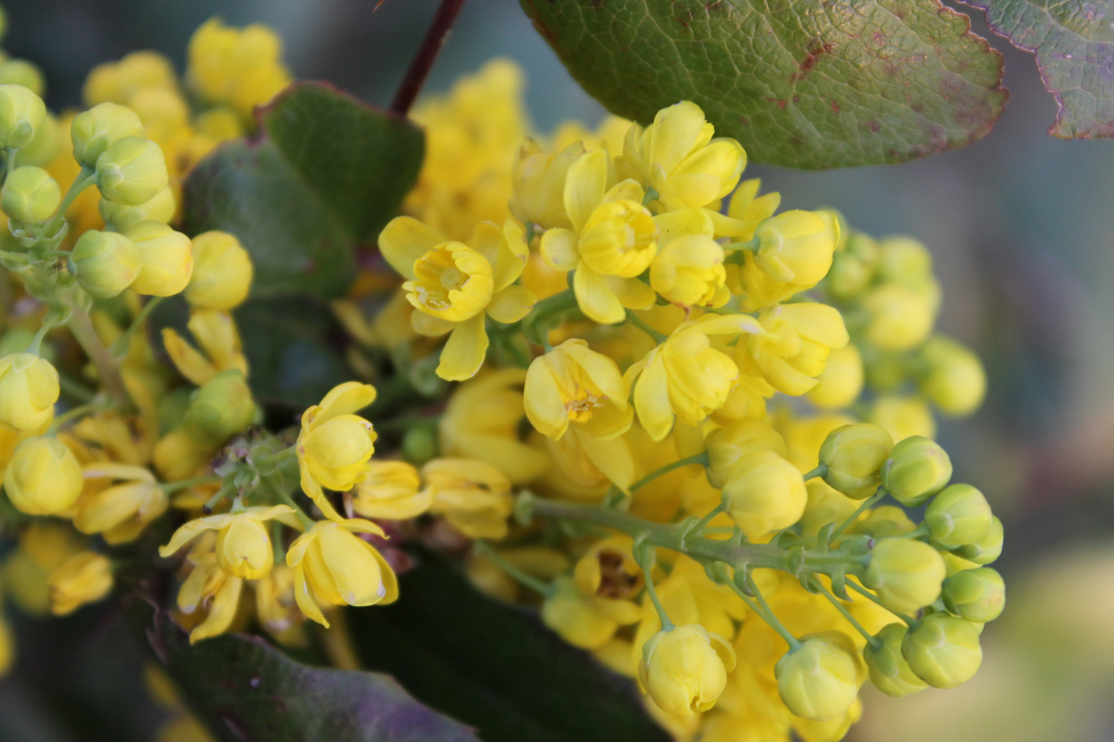 Macro fiori gialli