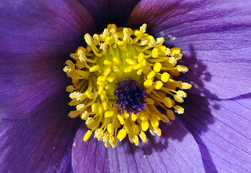 Macro fleur