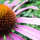 Macro Fleur du jardin