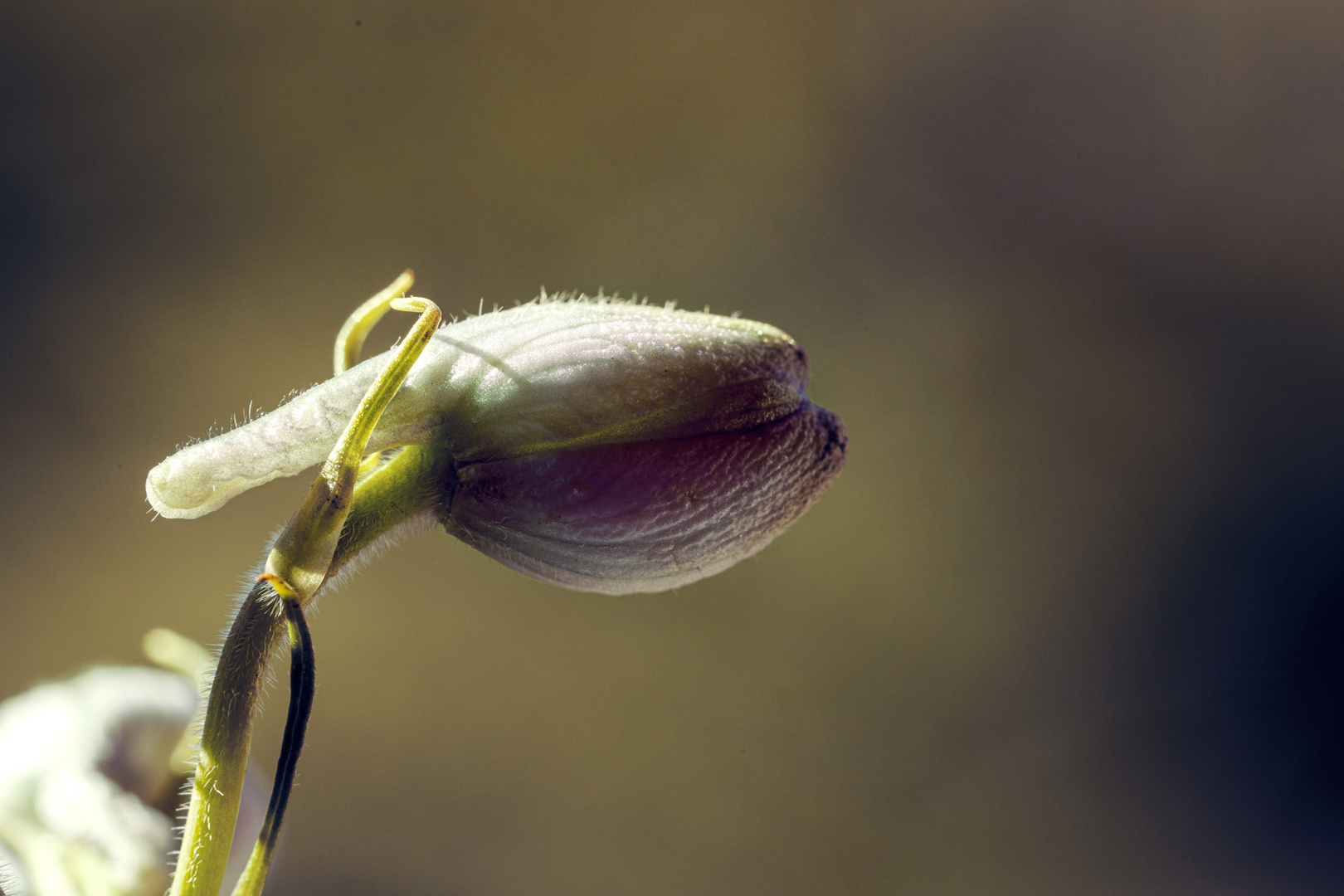 Macro Fleurs