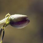 Macro Fleurs