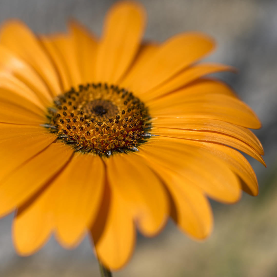 Macro Fleurs 