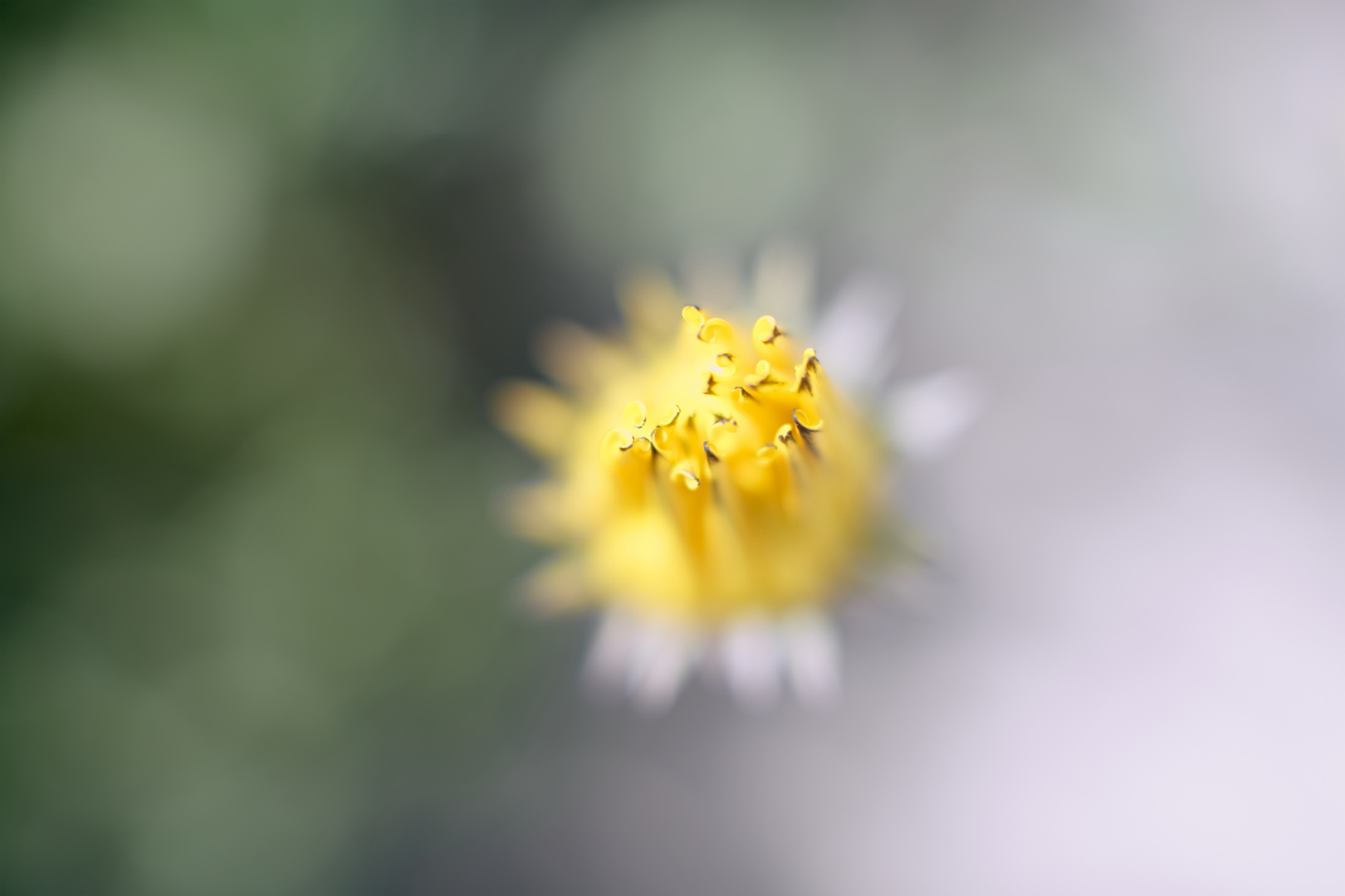 Macro Fleurs 