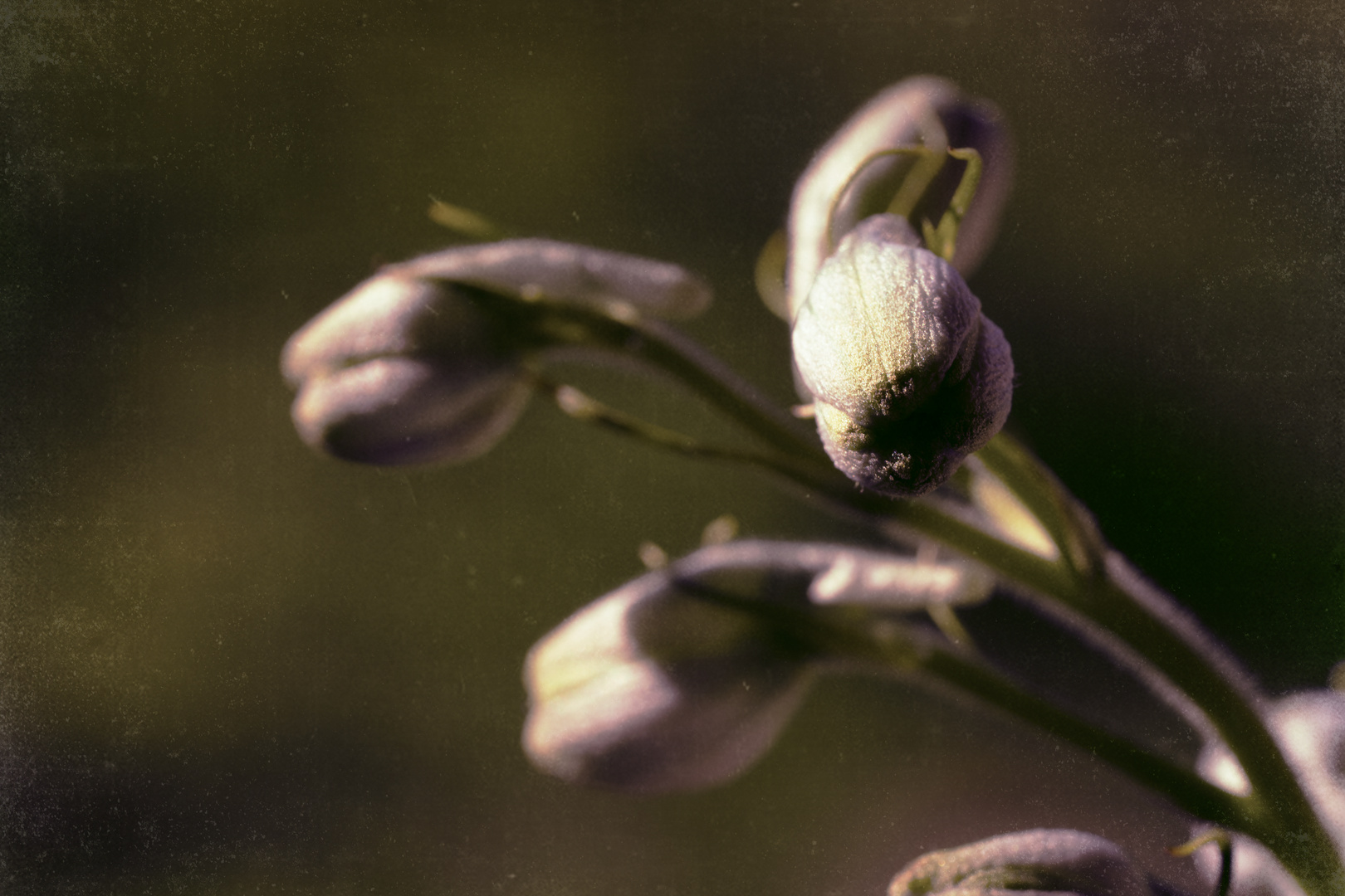 Macro Fleurs