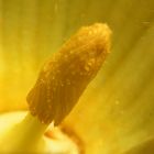 Macro flor calabacín