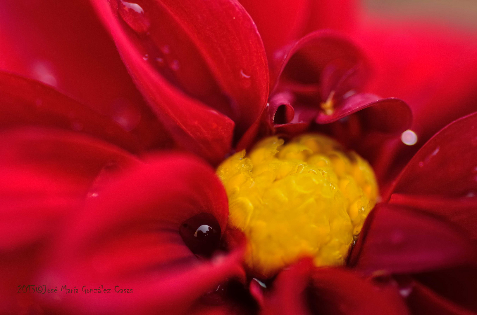 Macro Flores1º