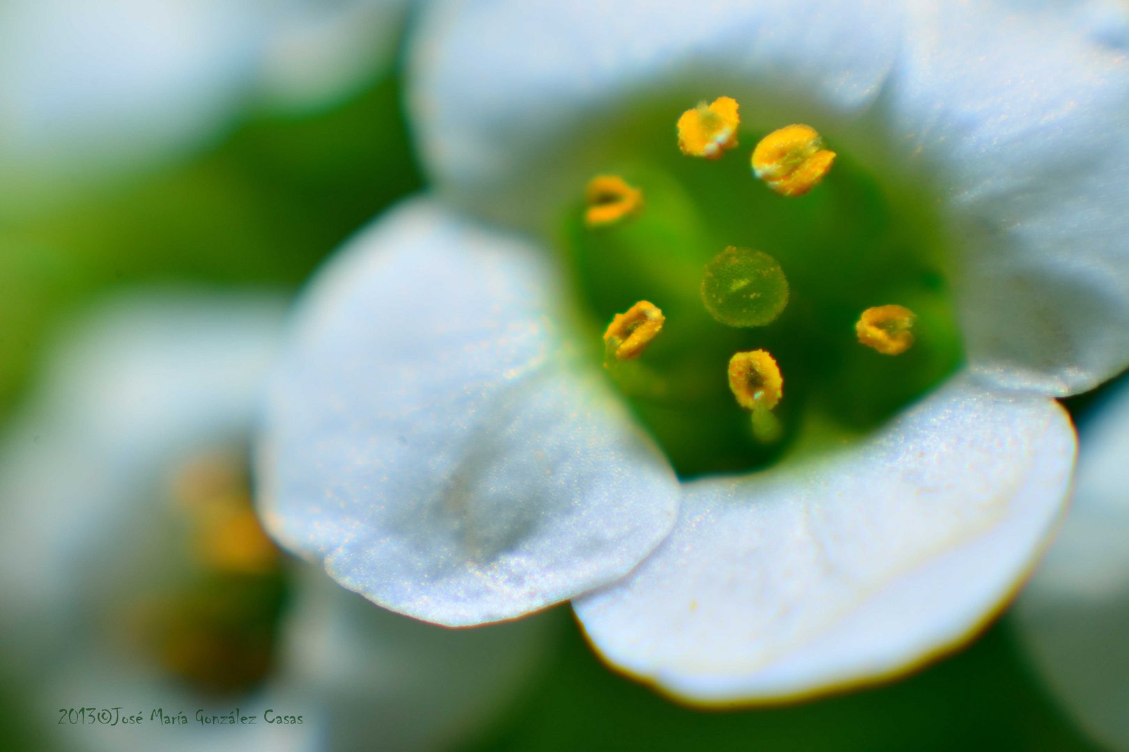 Macro Flores2º