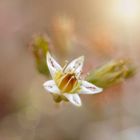 Macro flower