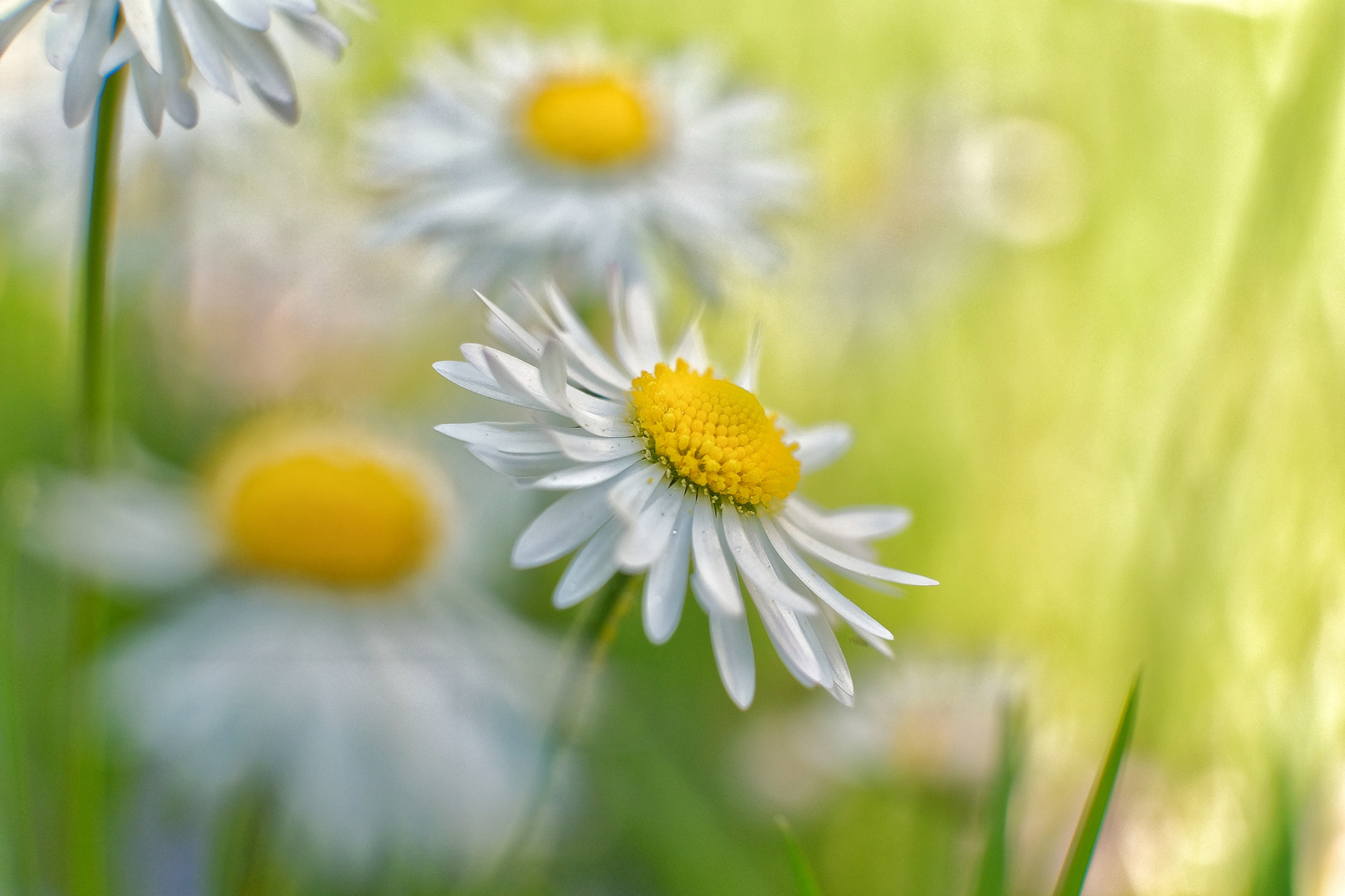 Macro flowers