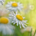 Macro flowers