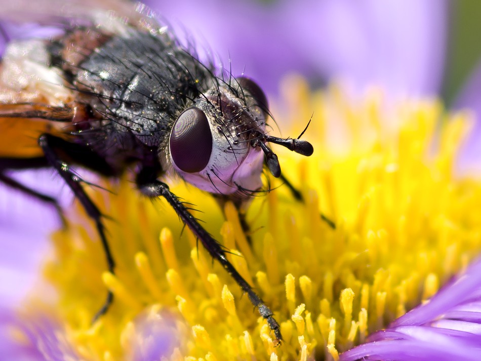 macro fly