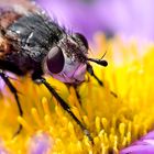 macro fly