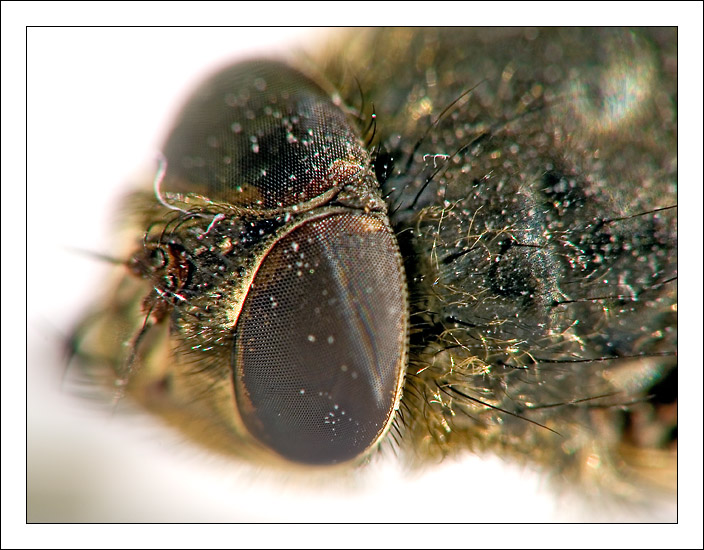 Macro-fly
