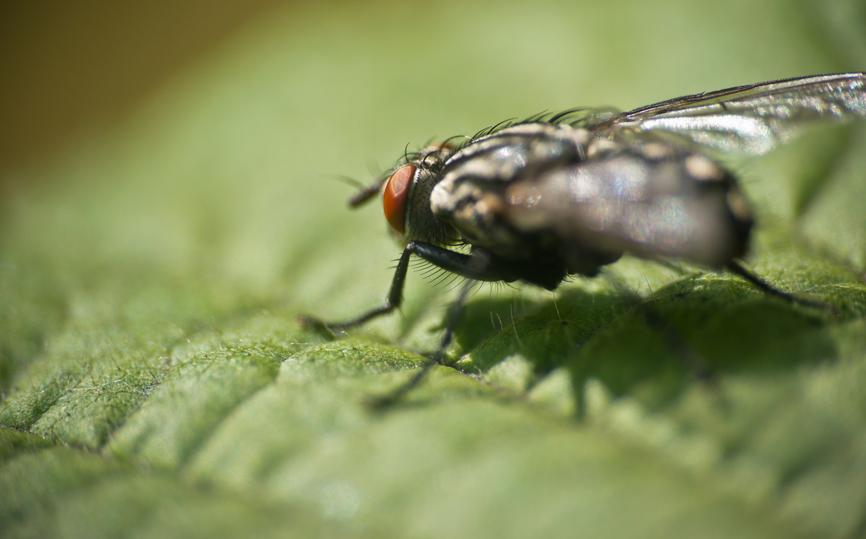 Macro Fly