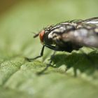 Macro Fly