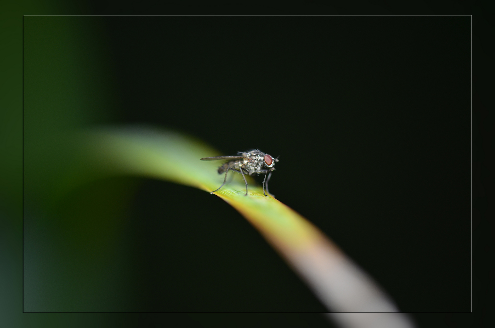 Macro Fly