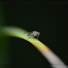 Macro Fly